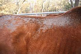 perte de poil dermatophilose cheval